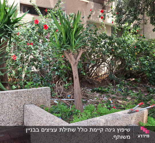 צמחים ירוקים וכלי גינון בגינה קטנה